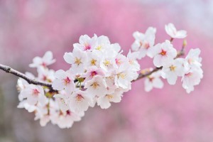 cherry-blossoms-2218781__480